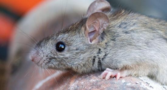 Leptospirosis Risk Rises In 12 Districts